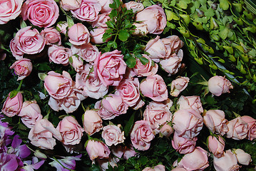 Image showing Pink roses