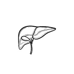 Image showing Human liver hand drawn outline doodle icon.