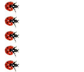 Image showing Lady Bird In A Row