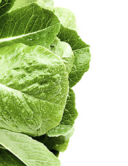 Image showing Fresh Romaine Lettuce Leafs