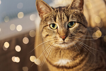 Image showing portrait of tabby cat at home