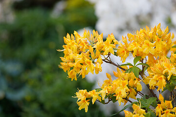 Image showing Flowering flower azalea, rhododendron in spring garden