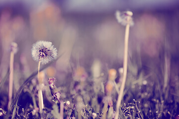 Image showing close up of Dandelion, spring abstract color background