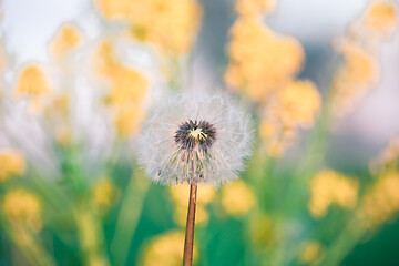 Image showing close up of Dandelion, spring abstract color background