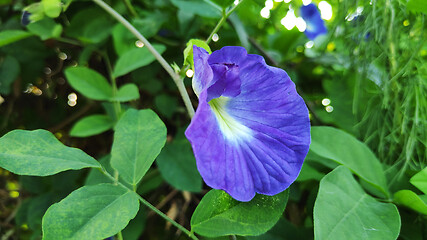 Image showing Butterfly Pea Flower