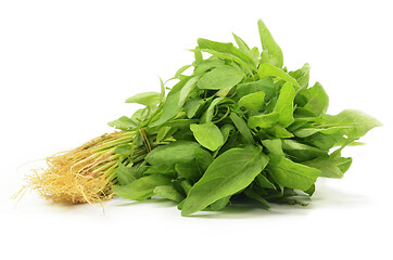 Image showing Fresh Chinese spinach isolated