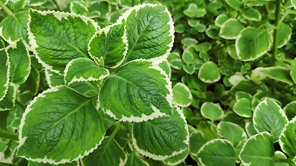 Image showing Fresh variegated Indian borage plant