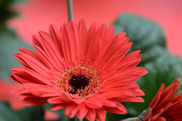 Image showing Beautiful red gerbera daisy