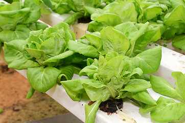 Image showing Lettuce vegetable growing in hydroponic farm