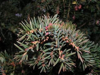 Image showing Yew Branch