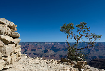 Image showing Tree in Grand Canyon