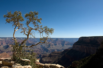 Image showing Tree 