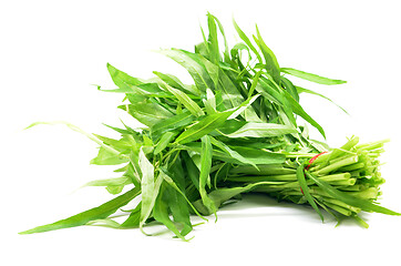 Image showing Water spinach or morning glory