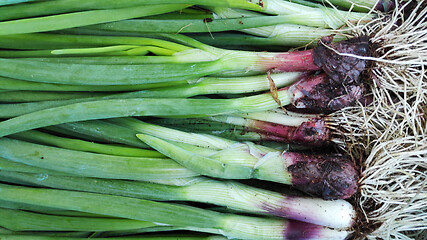 Image showing Row of spring onions