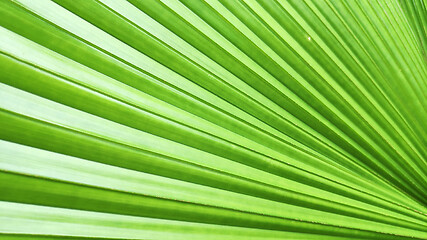 Image showing Green leaf of elephant fern plant