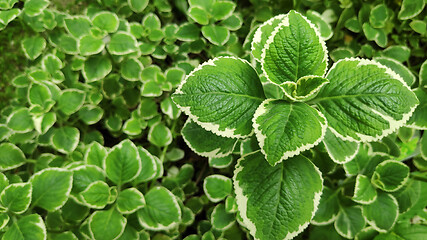 Image showing Fresh variegated Indian borage plant