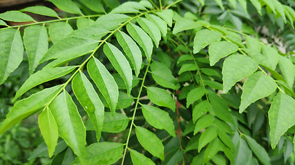 Image showing Fresh green curry leaf 