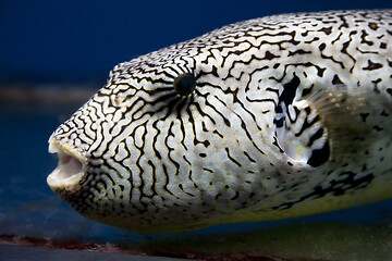 Image showing Exotic fish in aquarium