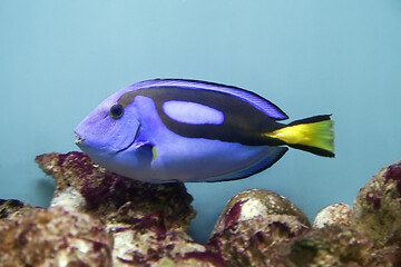 Image showing Blue surgeonfish - Paracanthurus hepatus