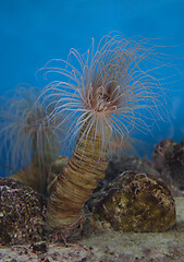 Image showing Underwater tube anemone