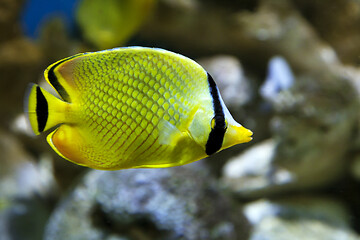 Image showing Yellow Butterfly fish Chaetodon rafflesi