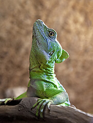 Image showing Green or plumed basilisk close up