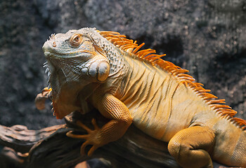 Image showing Close-up of a red iguana