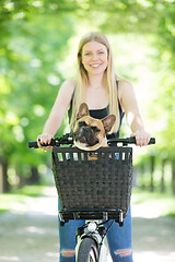 Image showing French bulldog dog enjoying riding in bycicle basket in city park