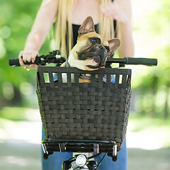 Image showing French bulldog dog enjoying riding in bycicle basket in city park