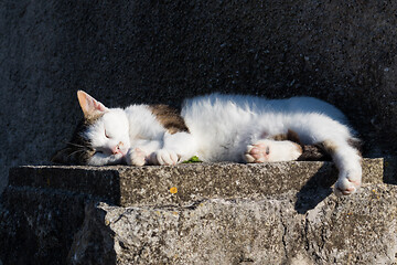 Image showing Cute domestic white cat sleeping on cement wall in front of house