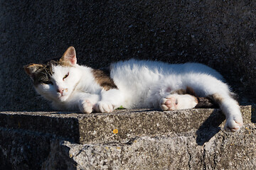 Image showing Sleepy cute domestic white cat lying on cement wall in front of house looking in camera