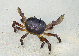 Image showing Crab with raised claws ready to attack