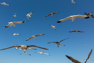 Image showing Many seagulls fly against the blue sky