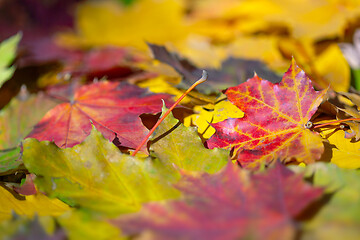 Image showing autumn colorful leaves background