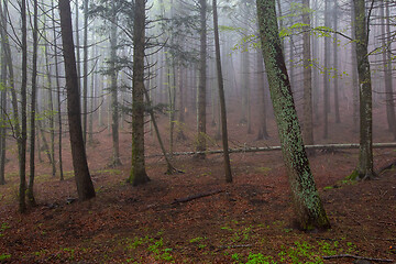 Image showing fog in spring forest at morning