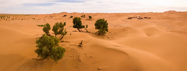 Image showing Aerial panorama of trees in Sahara desert