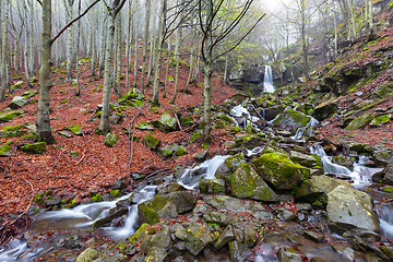 Image showing Spring beech forest with a waterfall