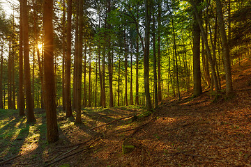 Image showing Pine forest with sun rays in spring