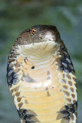 Image showing Cobra snake closeup