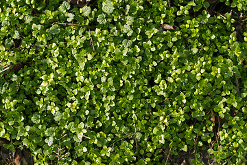 Image showing Background with the Green grass