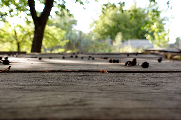 Image showing Wooden table and old cherries