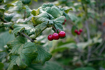 Image showing Red Berries