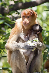 Image showing Nose-Monkey in Borneo