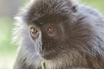 Image showing Black and white Surili monkey in Borneo