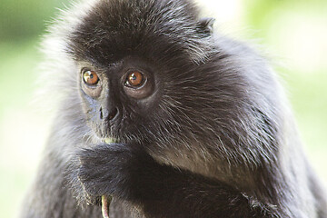 Image showing Black and white Surili monkey in Borneo