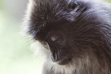 Image showing Black and white Surili monkey in Borneo