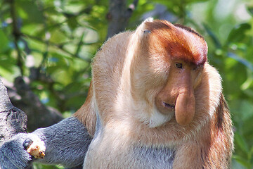 Image showing Nose-Monkey in Borneo