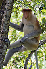 Image showing Nasenaffe in Borneo