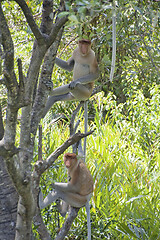 Image showing Nose-Monkey in Borneo