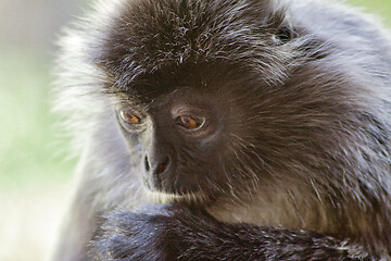 Image showing Black and white Surili monkey in Borneo